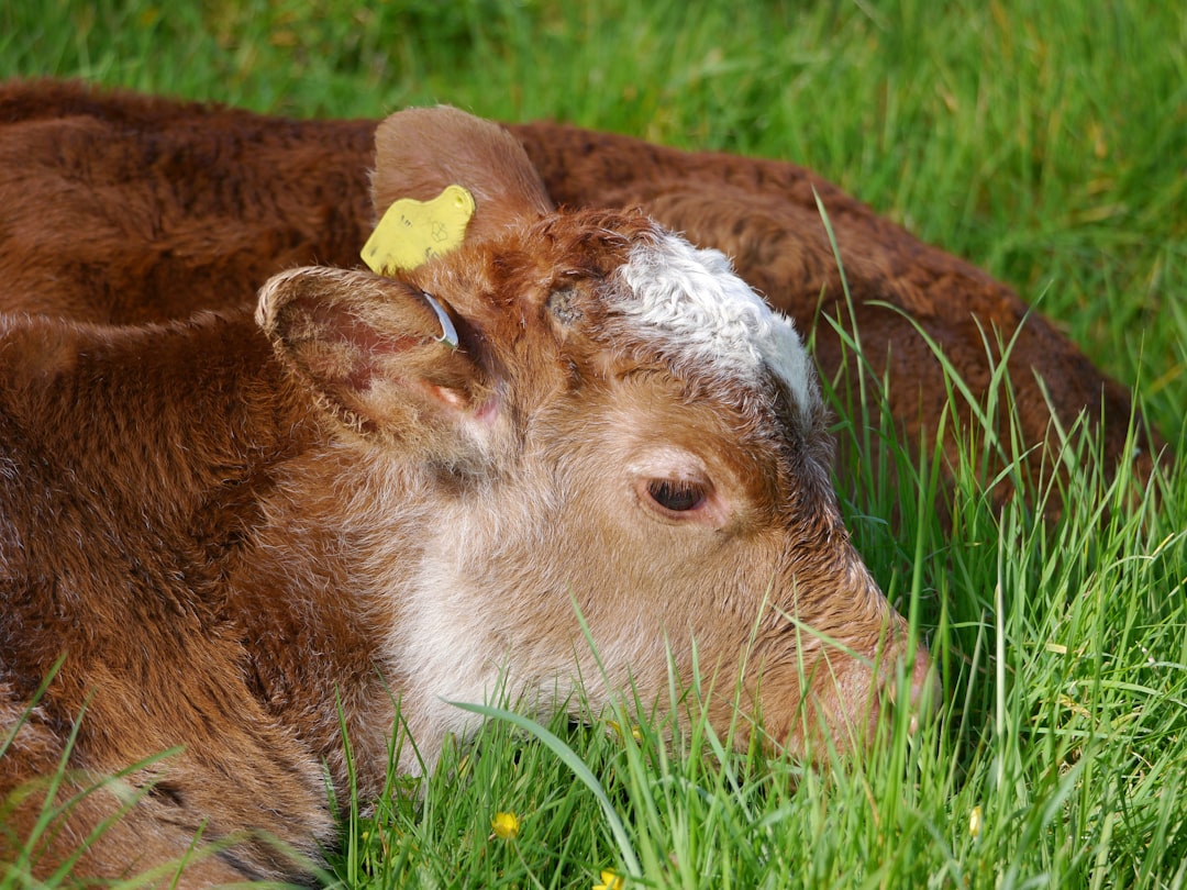 What are the best practices for preventing and managing livestock diseases