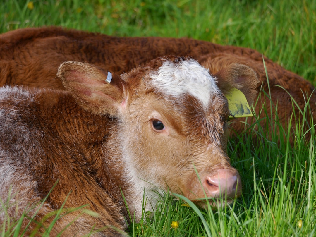 Water Management for Livestock: Ensuring Access to Clean and Sufficient Water