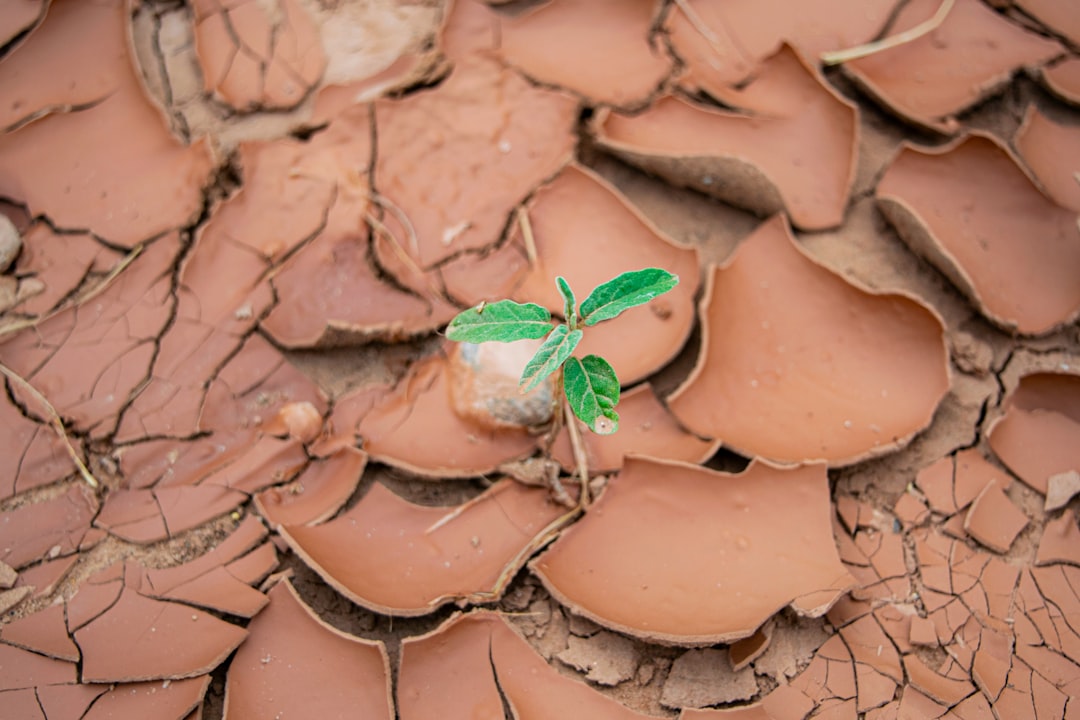 Xeriscaping for Advanced Gardeners in Arid and Semi-Arid Regions