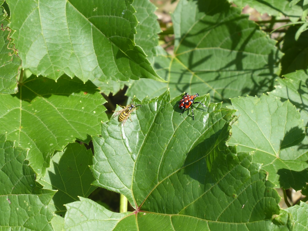 Dealing with Pests Naturally: Effective and Eco-Friendly Solutions for Common Garden Invaders