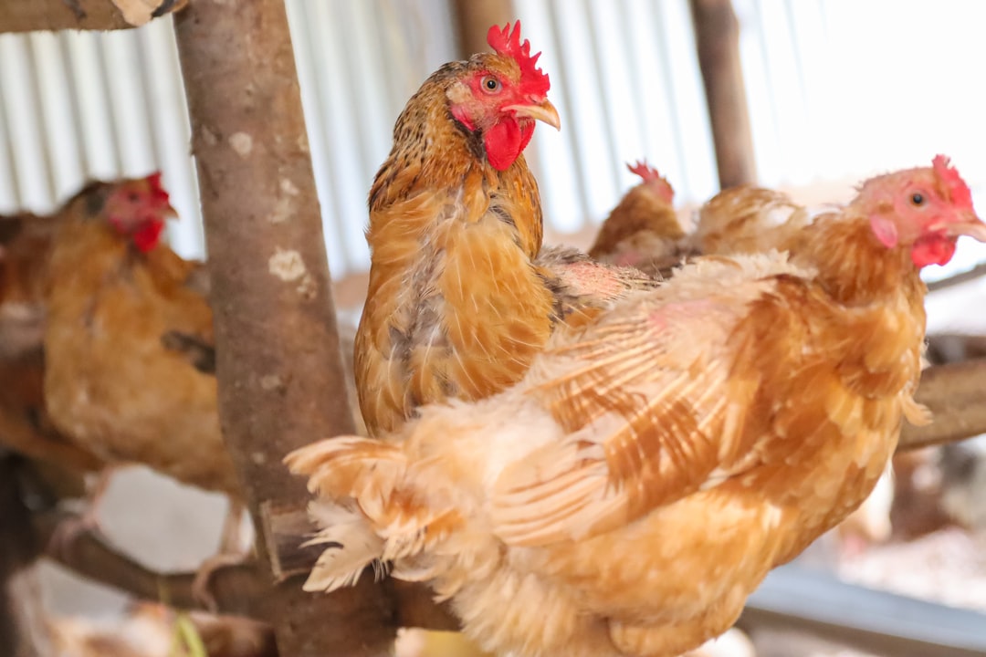 The Impact of Feed Prices and Availability on Poultry Farming Profitability Worldwide