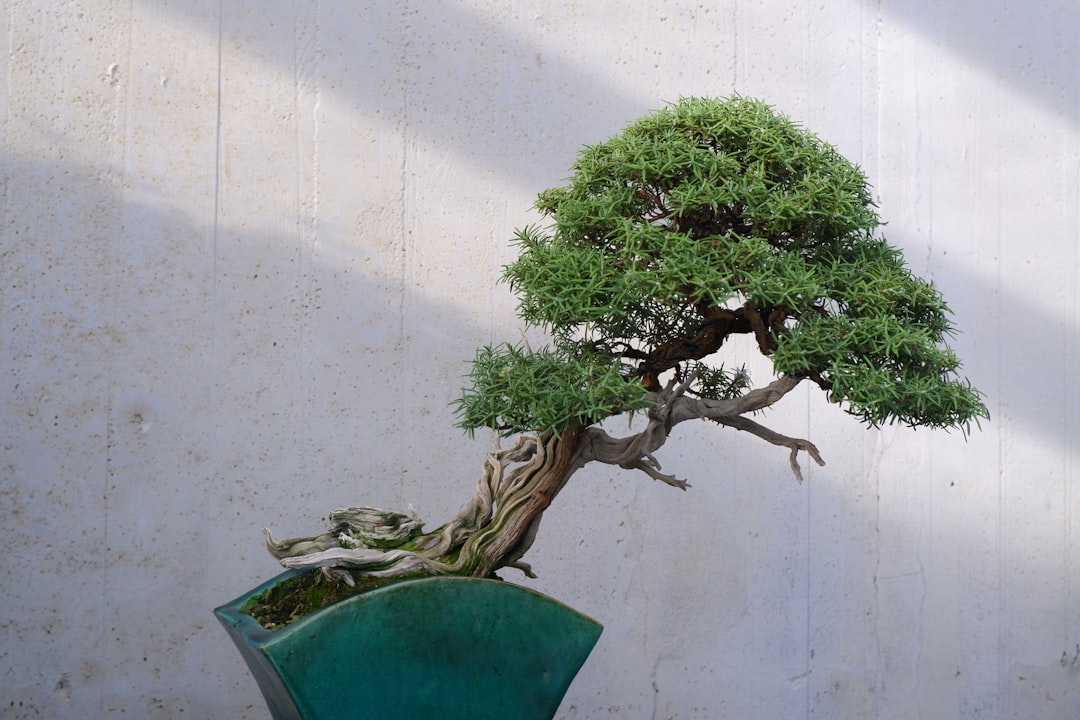 Grafting Techniques for Bonsai: Enhancing Your Trees with Precision and Creativity