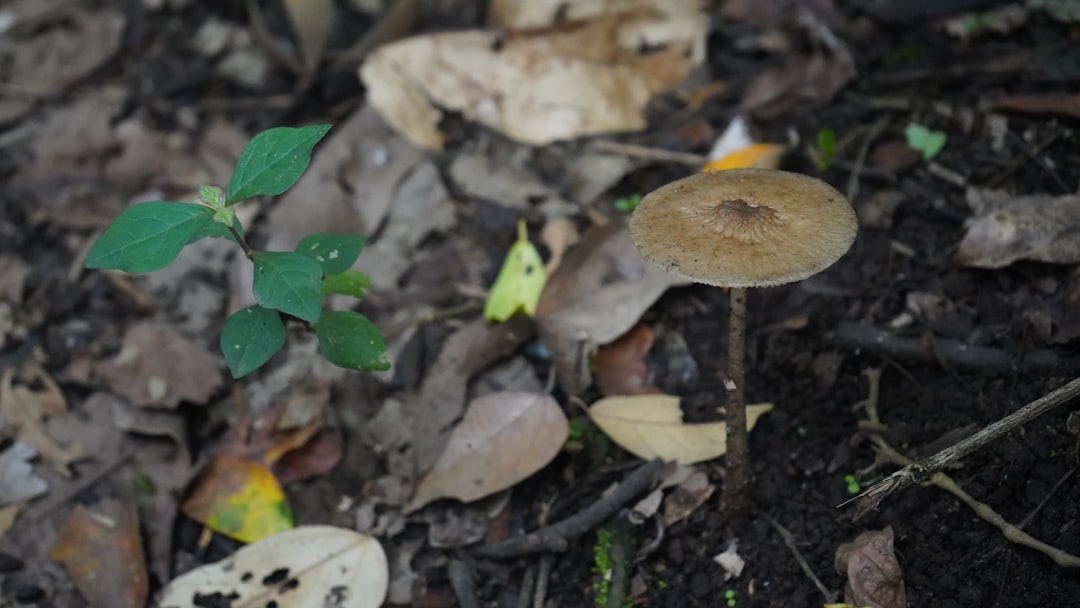 Building and Maintaining Living Soil Ecosystems: No-Till and Reduced Tillage Methods for the Home Gardener