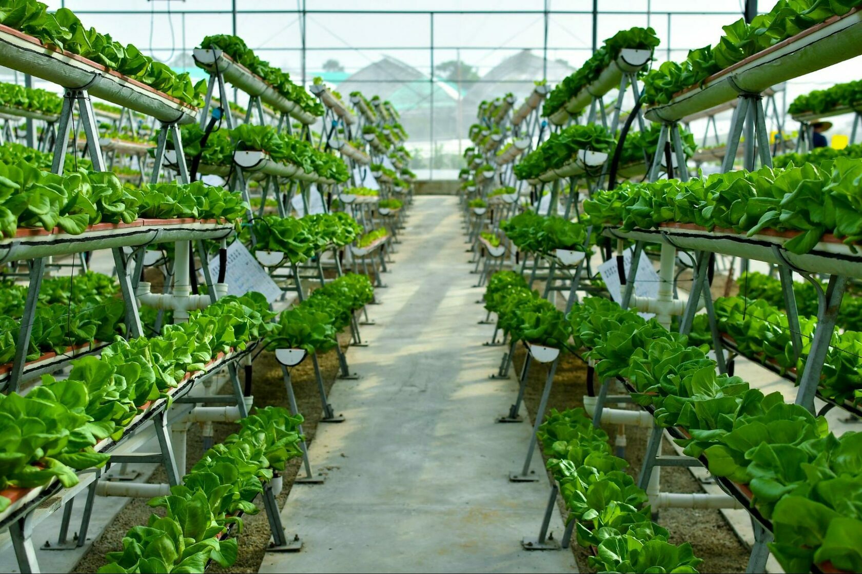 Rooftop Vertical Gardens: Transforming Underutilized Spaces into Productive Ecosystems