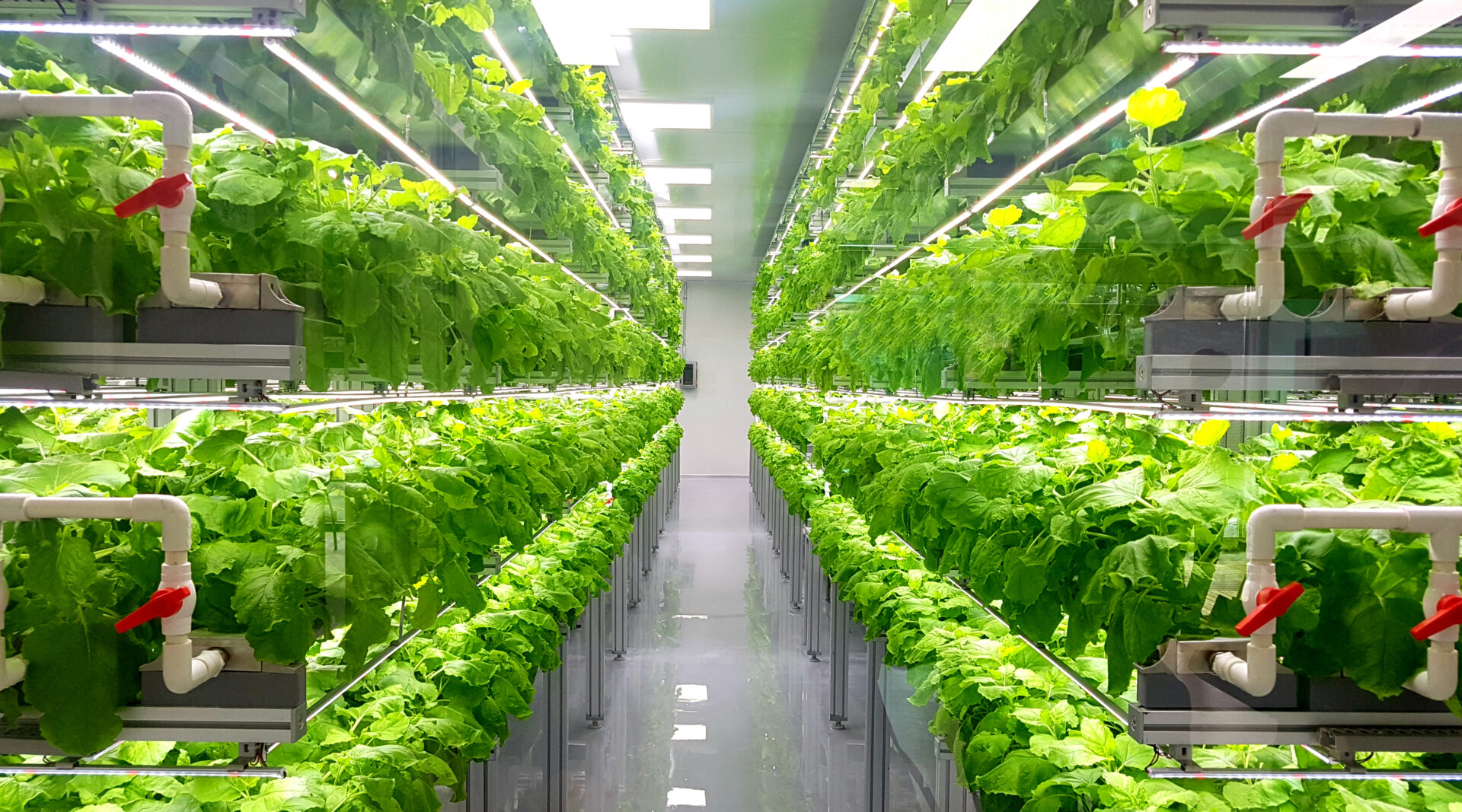 The Principles of Vertical Permaculture Design: Growing Up for Sustainability